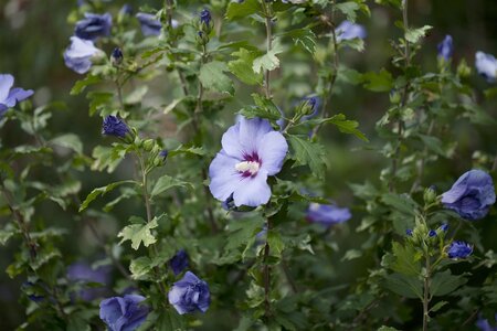 HIBISCUS BLUE BIRD 30 CM - image 4