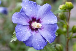 HIBISCUS BLUE BIRD 30 CM - image 1