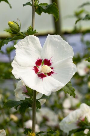 HIBISCUS RED HEART 40 CM - image 3