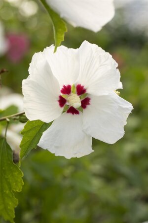 HIBISCUS RED HEART 40 CM - image 4