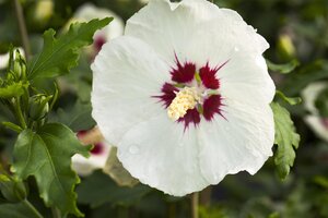 HIBISCUS RED HEART 40 CM - image 1