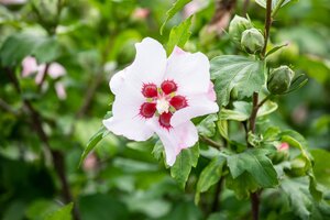 HIBISCUS RED HEART 40 CM - image 5