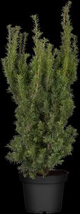 HICKS YEW 100 CM - image 5