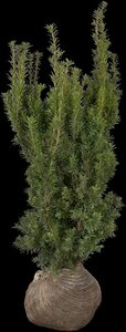 HICKS YEW 100 CM - image 6