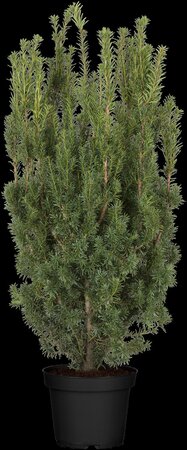 HICKS YEW 100 CM - image 4