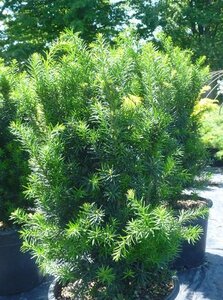 HICKS YEW 125CM - image 1