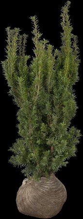 HICKS YEW 125CM - image 6