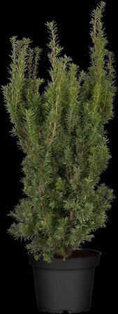 HICKS YEW 30 CM - image 5