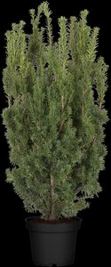 HICKS YEW 40 CM - image 4