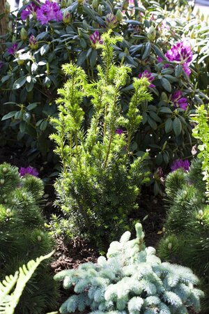 HILLS YEW 40 CM - image 4