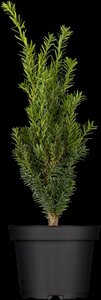 HILLS YEW 40 CM - image 2