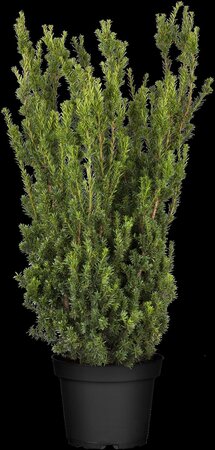 HILLS YEW 40 CM - image 6