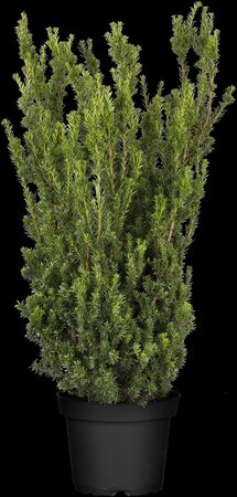 HILLS YEW 40 CM - image 5