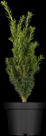 HILLS YEW 50 CM - image 2