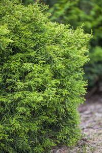 HINOKI FALSE CYPRESS 125CM - image 2