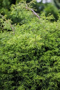 HINOKI FALSE CYPRESS 125CM - image 3