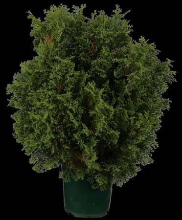 HINOKI FALSE CYPRESS 125CM - image 1