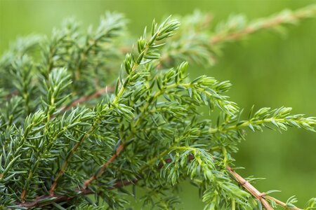 HOLGER JUNIPER 20 CM - image 2