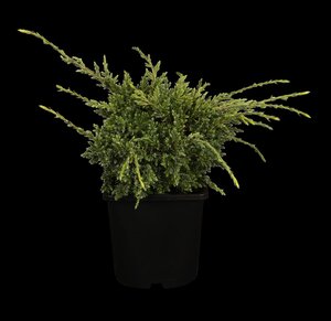 HOLGER JUNIPER 20 CM - image 1