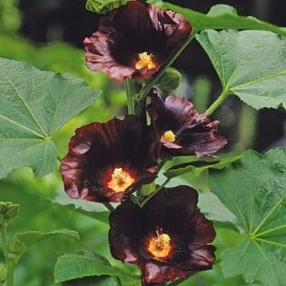 HOLLYHOCKS BLACKNIGHT 1G