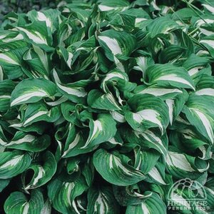 HOSTA ALBOMARGINATA 1G