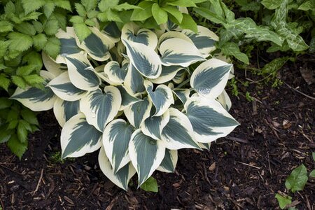 HOSTA BLUE IVORY 1G