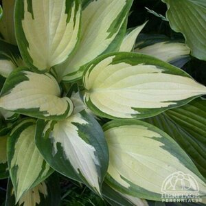 HOSTA CHRISTMAS CANDY 1G