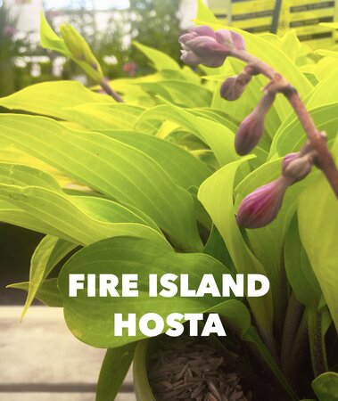 HOSTA FIRE ISLAND 1G - image 2