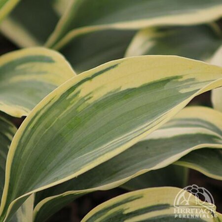 HOSTA FIRN LINE 1G