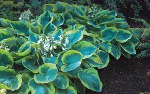 HOSTA FRANCES WILLIAMS 1G