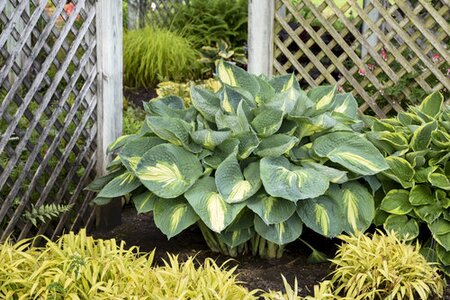 HOSTA HUDSON BAY 1G