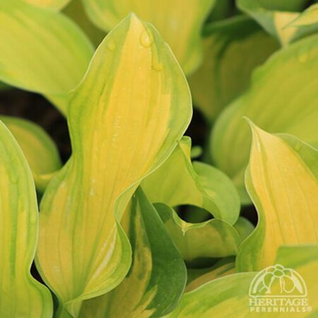 HOSTA LAKESIDE BANANA BAY 1G