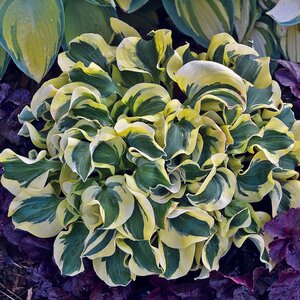 HOSTA MINI SKIRT 1G