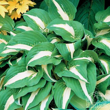 HOSTA NIGHT BEFORE CHRISTMAS 1G