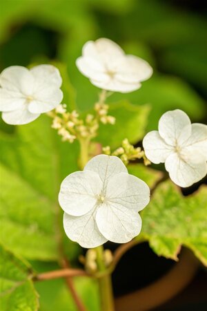 HYDRANGEA OAKLEAF RUBY SLIPPERS 30CM - image 4