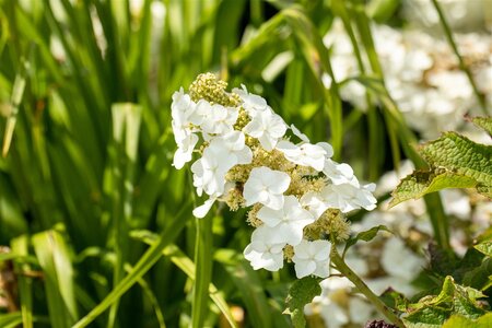 HYDRANGEA OAKLEAF RUBY SLIPPERS 30CM - image 2