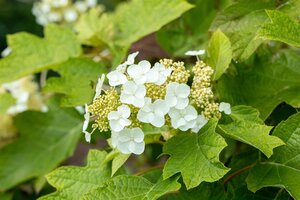 HYDRANGEA OAKLEAF RUBY SLIPPERS 30CM - image 3