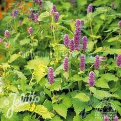 HYSSOP GOLDEN JUBILEE 1G