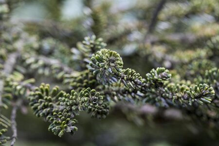 ICE BREAKER FIR 20 CM - image 1