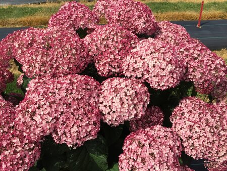 INCREDIBALL BLUSH HYDRANGEA 40CM