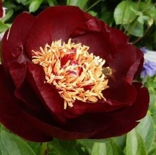 ITOH PEONY DARK EYES 3G