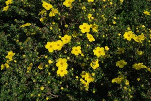 JACKMAN'S POTENTILLA 2G - image 2