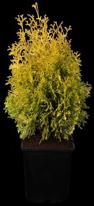 JANTAR GOLDEN CEDAR 125CM - image 1