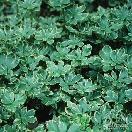 JAPANESE SPURGE VARIEGATA 3IN