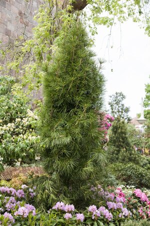 JAPANESE UMBRELLA PINE 2 GALLON (3 Month Warranty) - image 3