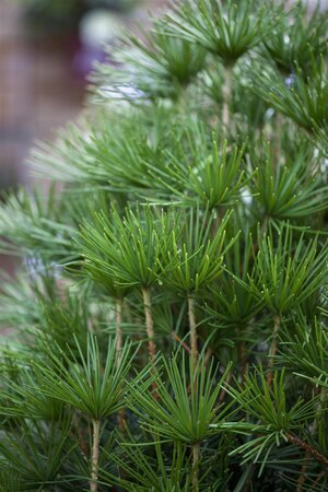 JAPANESE UMBRELLA PINE 2 GALLON (3 Month Warranty) - image 5