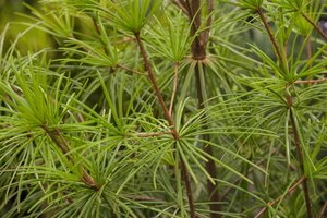 JAPANESE UMBRELLA PINE 2 GALLON (3 Month Warranty) - image 4