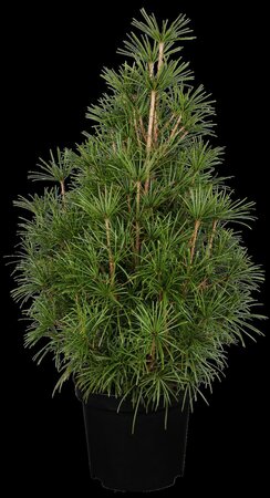 JAPANESE UMBRELLA PINE 2 GALLON (3 Month Warranty) - image 2