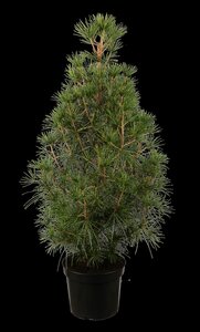 JAPANESE UMBRELLA PINE 2 GALLON (3 Month Warranty) - image 1