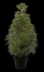JAPANESE UMBRELLA PINE 2 GALLON (3 Month Warranty) - image 5